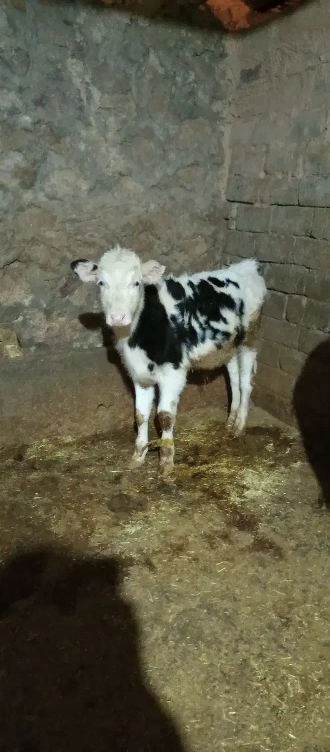 گاو گوساله|حیوانات مزرعه|هرسین, |دیوار