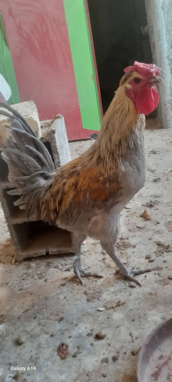 خروس ۴۰ تاج بالغ ۹ ماه|حیوانات مزرعه|شهرضا, |دیوار