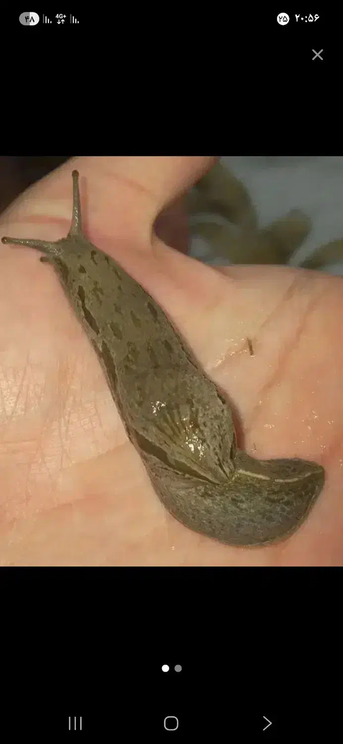 حلزون|خزنده|گرگان, |دیوار