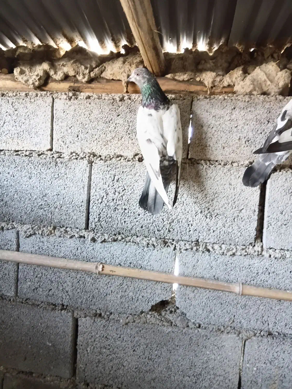 کفتر پرشی|حیوانات|لاهیجان, آهندان|دیوار