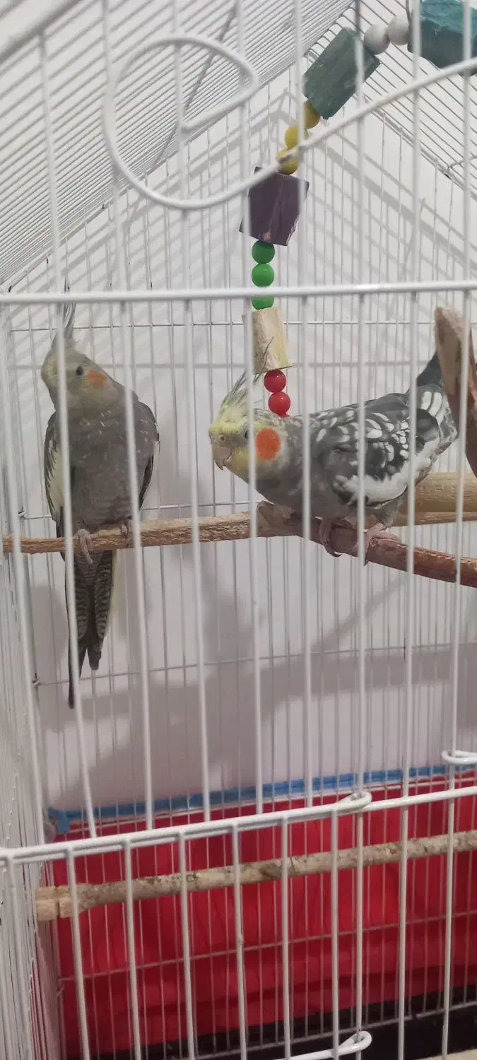 عروس هلندی طوطی عروس|پرنده|رشت, کوی مهر|دیوار