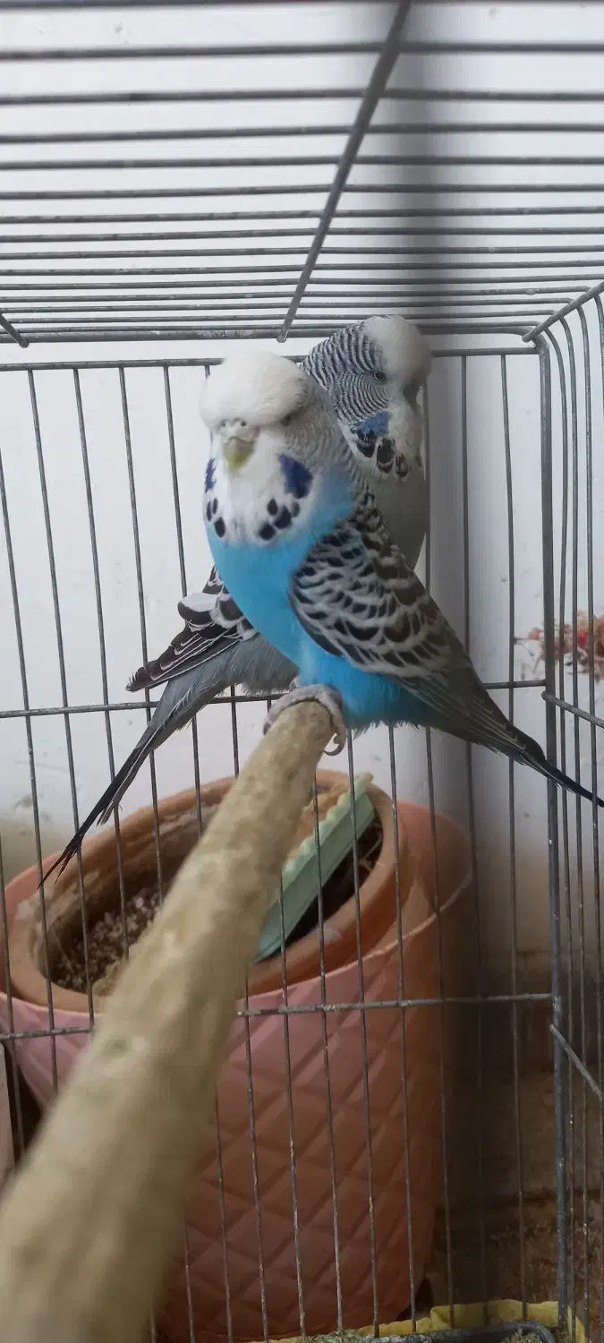 مرغ عشق انگلیسی|پرنده|حمیدیا, |دیوار