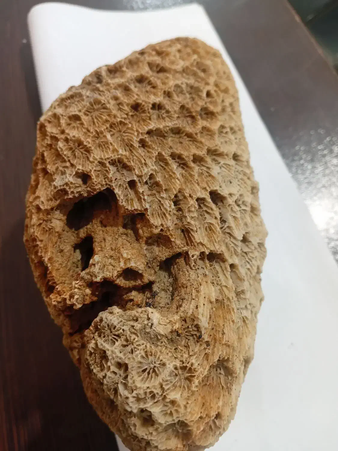 سنگ مرجان دریای|کلکسیون اشیاء عتیقه|بابا حیدر, |دیوار