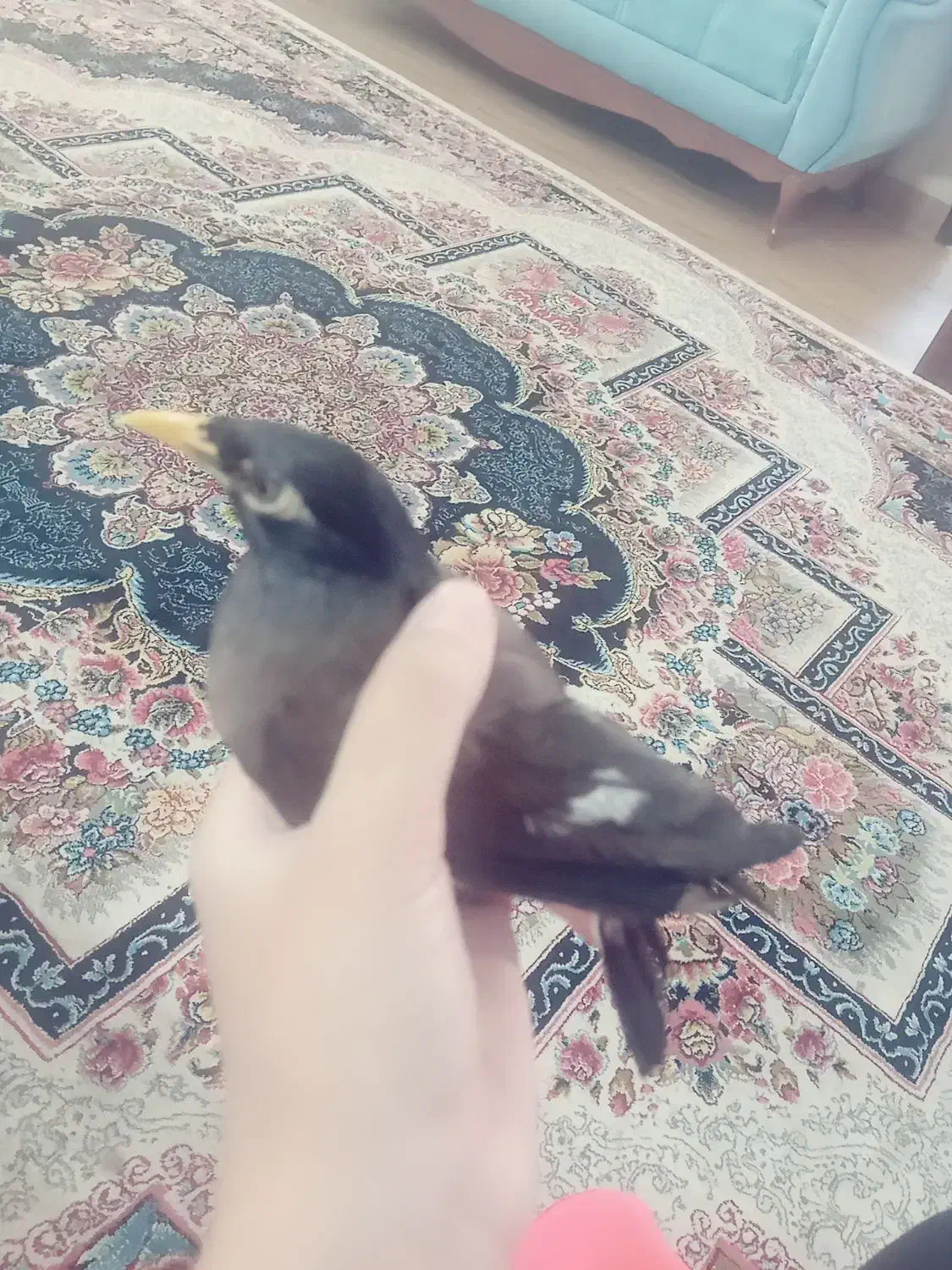 مرغ مینا سخنگو دستی رام|پرنده|تربتحیدریه, باغ سلطانی|دیوار