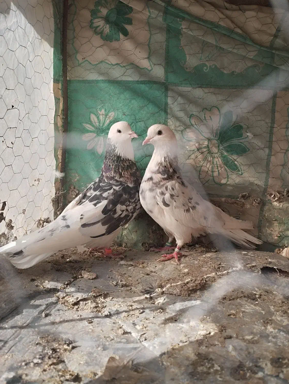 کبوتر|پرنده|بیرجند, |دیوار