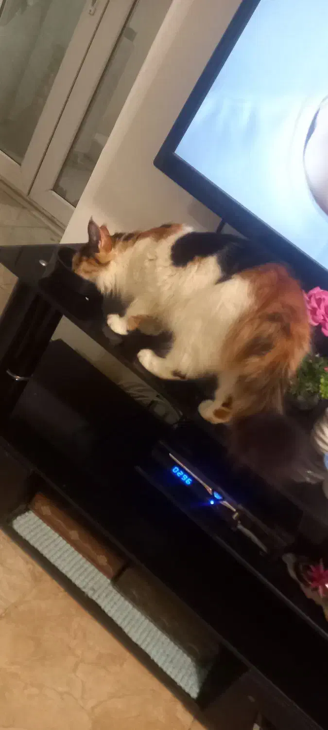 واگذاری گربه|گربه|گرگان, |دیوار