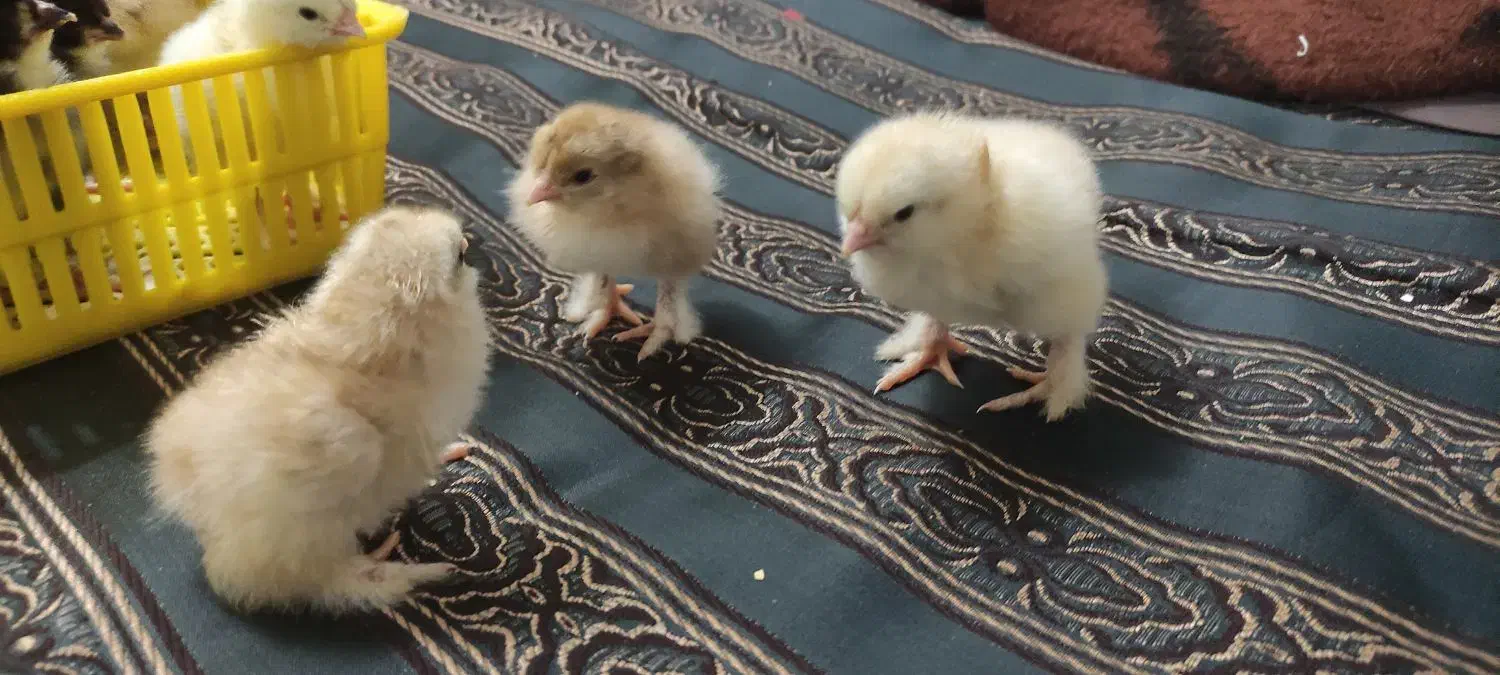 تخم نطفه دار|حیوانات مزرعه|خمینیشهر, |دیوار