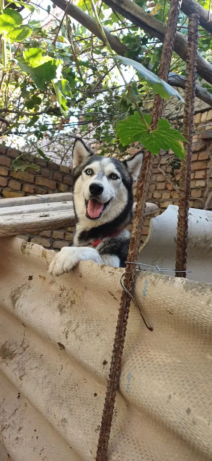 سگ .|سگ|محمدیه-قزوین, |دیوار