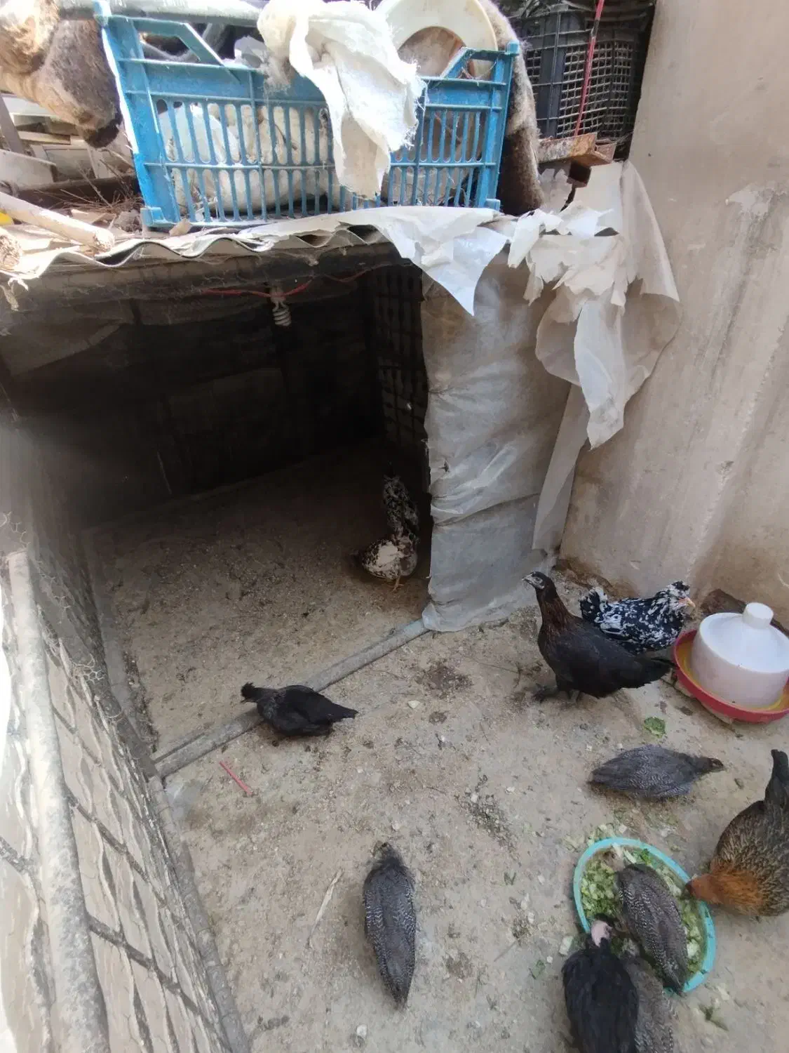 مرغ شاخدار مرغ گلین جوجه محلی|حیوانات مزرعه|هشتگرد, شهرک راه آهن|دیوار