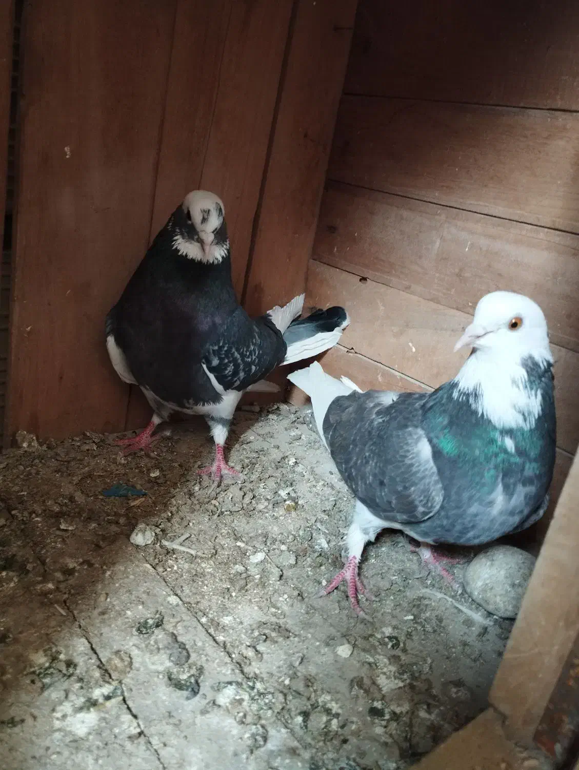 ابلق سبز پرشی دم تخم|پرنده|مینودشت, |دیوار