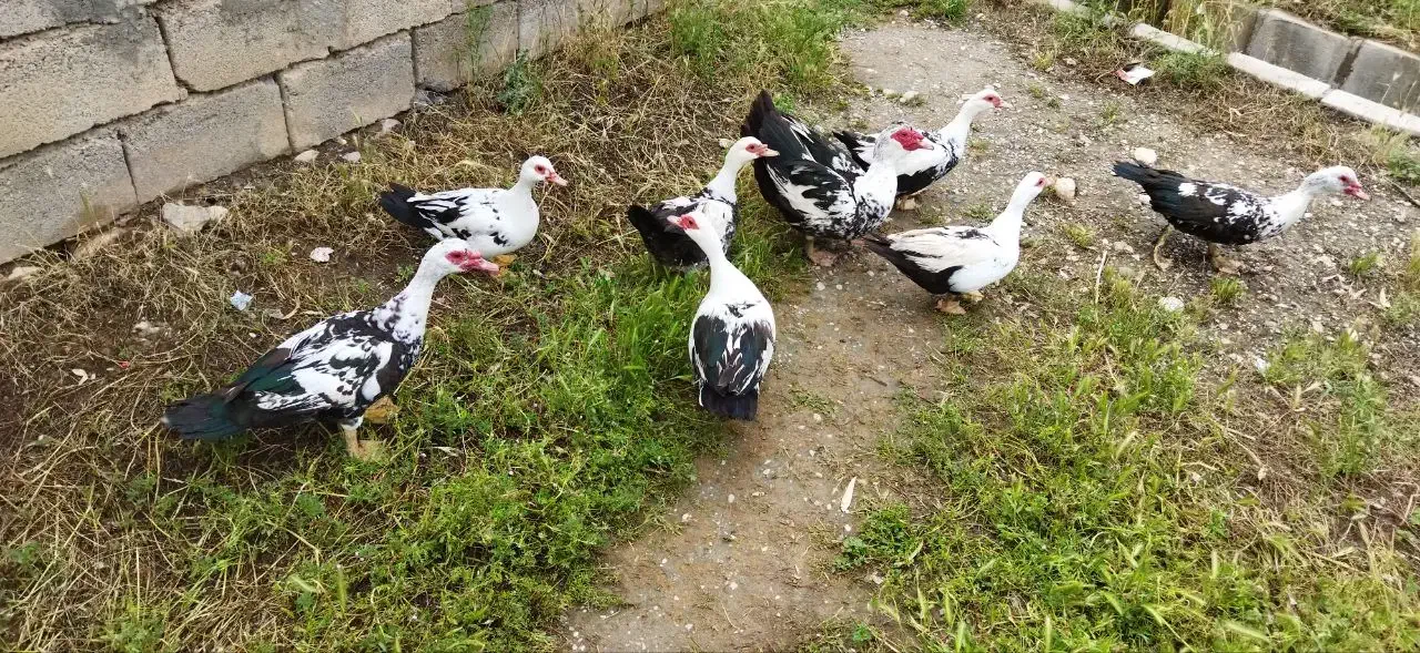 اردک مسکویی (اسراییلی)|حیوانات مزرعه|هلیلان, |دیوار