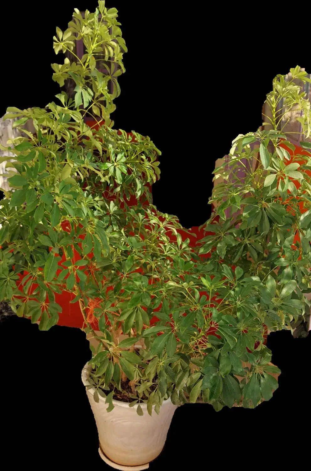 شفلرای بزرگ و سالم|گل و گیاه طبیعی|سردرود, |دیوار