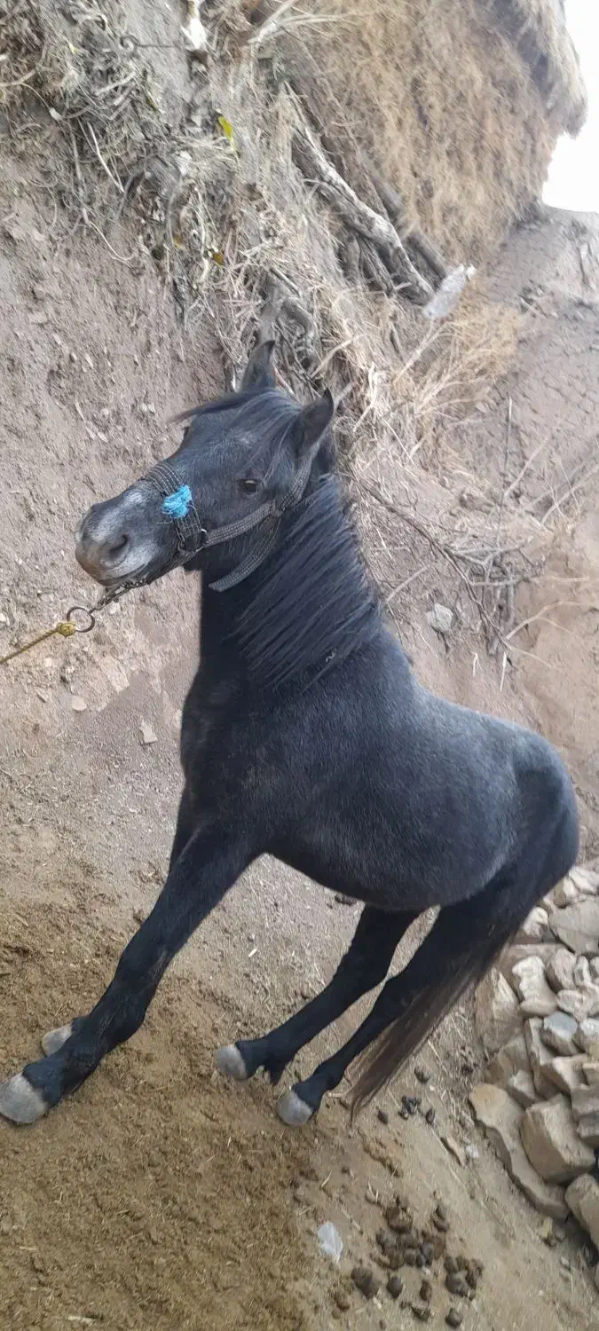 اسب|اسب و تجهیزات اسبسواری|خلخال, |دیوار