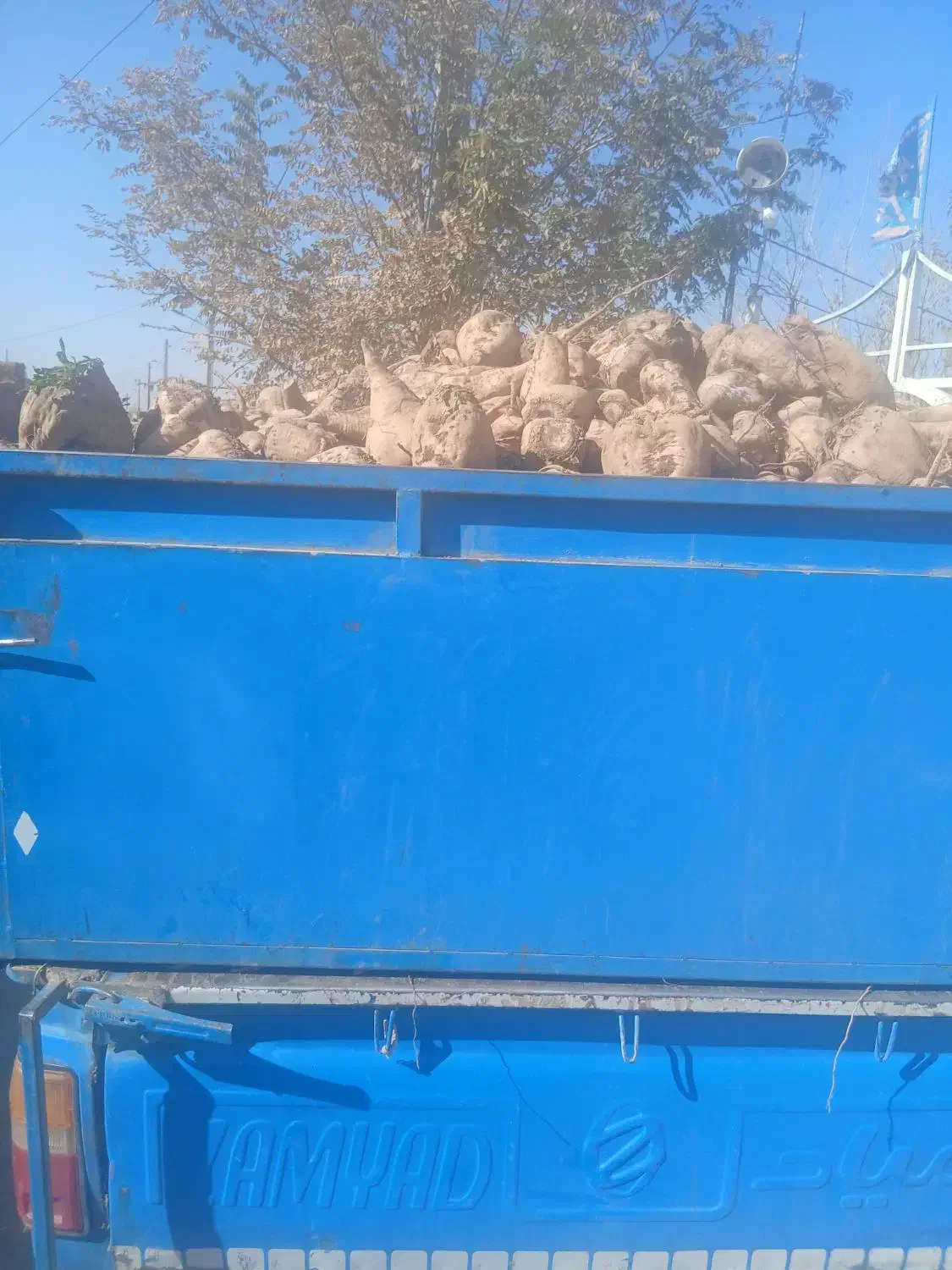 چغندر قند ،،نیشابور|عمدهفروشی|نیشابور, تختی|دیوار