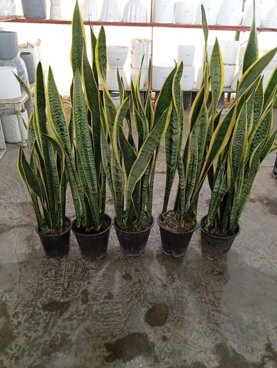 سانسوریا ابلق قدبلند|گل و گیاه طبیعی|ری, صالح آباد جنوبی (باغ رضوان)|دیوار