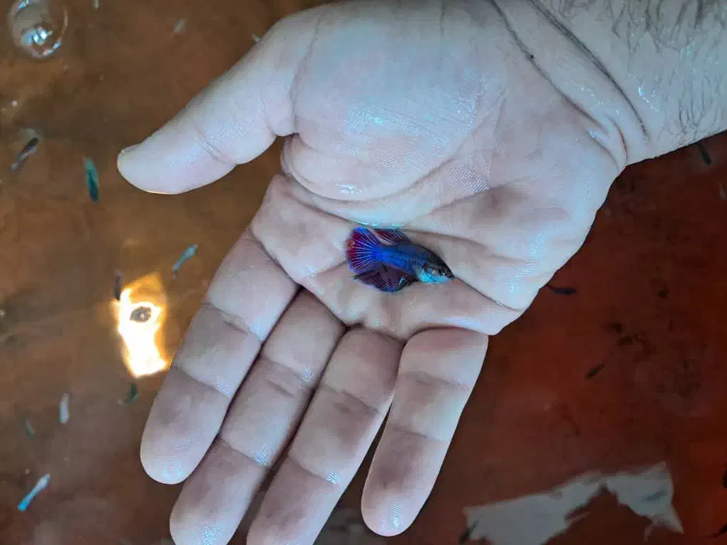 ماهی|ماهی|تهران, گلچین|دیوار