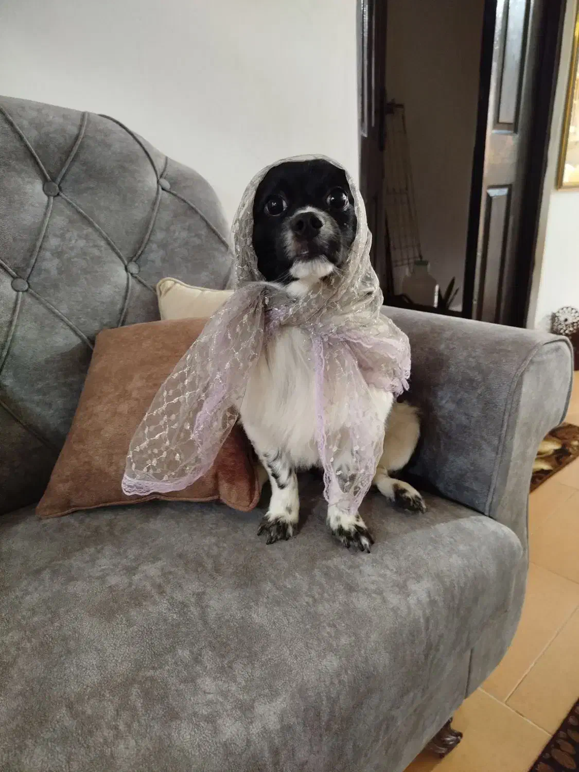 سگ نر|سگ|رشت, پاره بیجار|دیوار