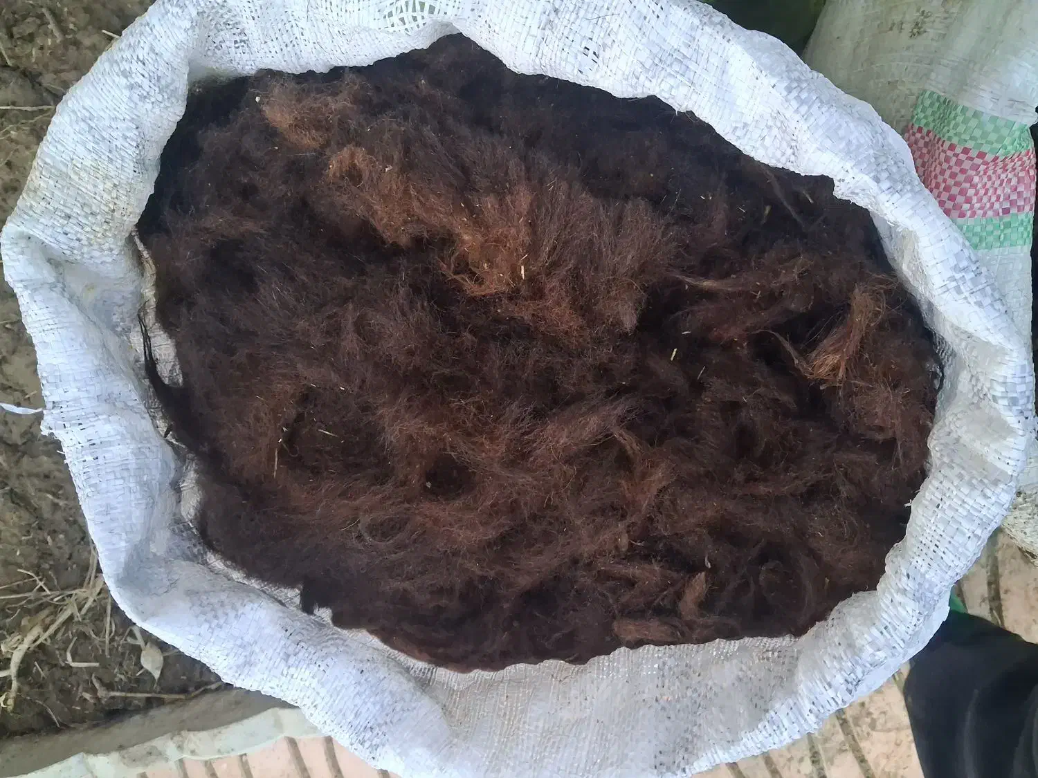 پشمگوسفند|لوازم جانبی حیوانات|چهاربرج, |دیوار