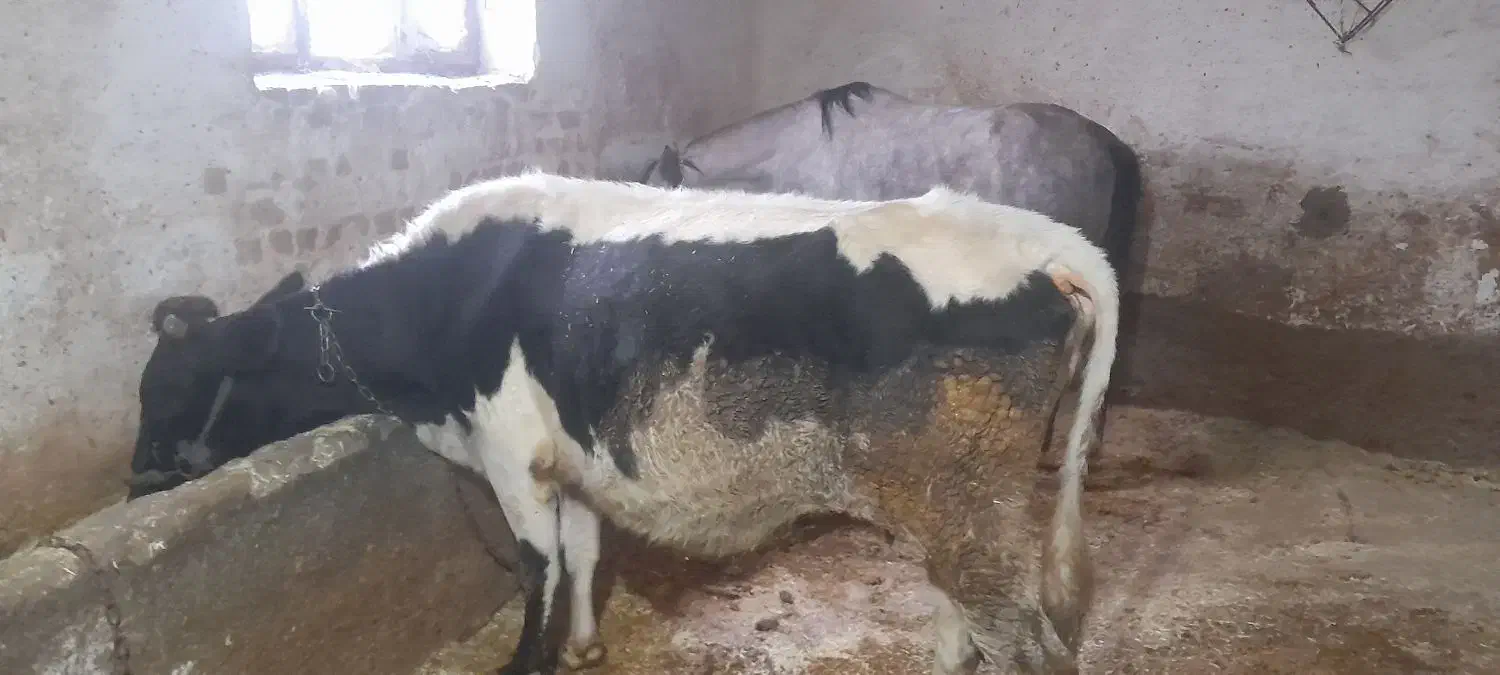 گاو دورگه|حیوانات مزرعه|سنندج, |دیوار