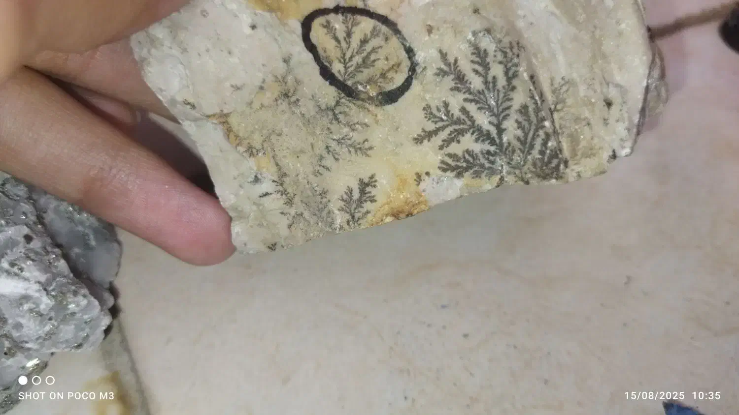 شجر|کلکسیون و سرگرمی|فسا, |دیوار