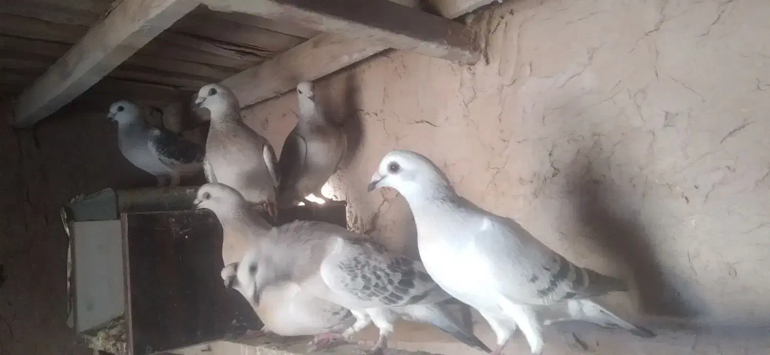 کفتر|پرنده|یزدان شهر, |دیوار