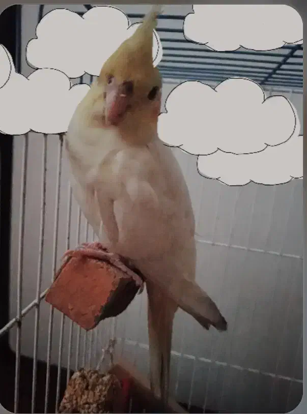 عروس هلندی گم شده|پرنده|گرمسار, |دیوار