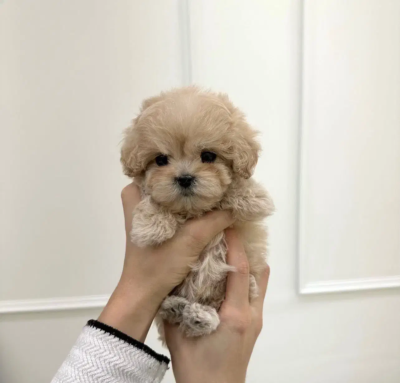 پودل|سگ|تهران, میدان ولیعصر|دیوار