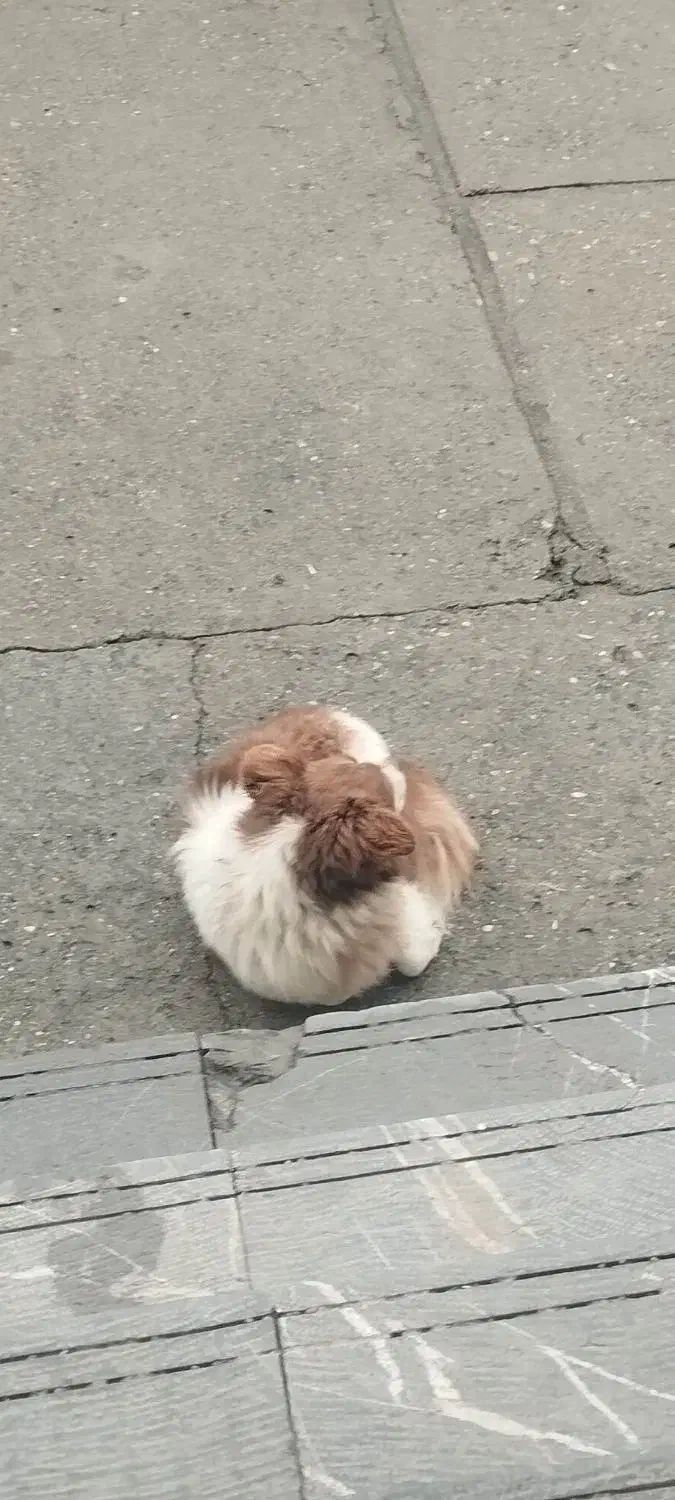 سگ پاکوتاه|سگ|کرمانشاه, |دیوار