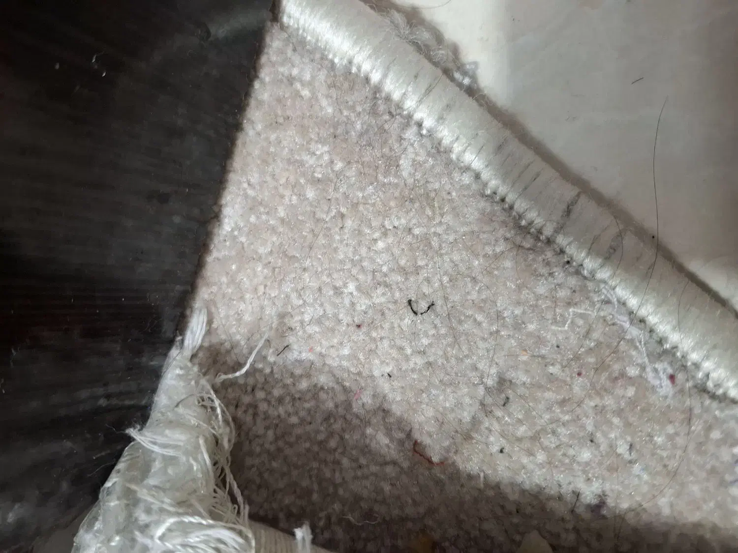 موکت|موکت|بندر امام خمینی, |دیوار