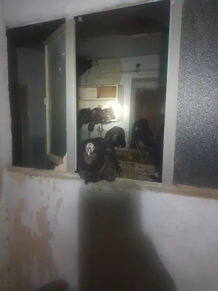 بوقلمون|حیوانات مزرعه|مشهد, تبادکان|دیوار