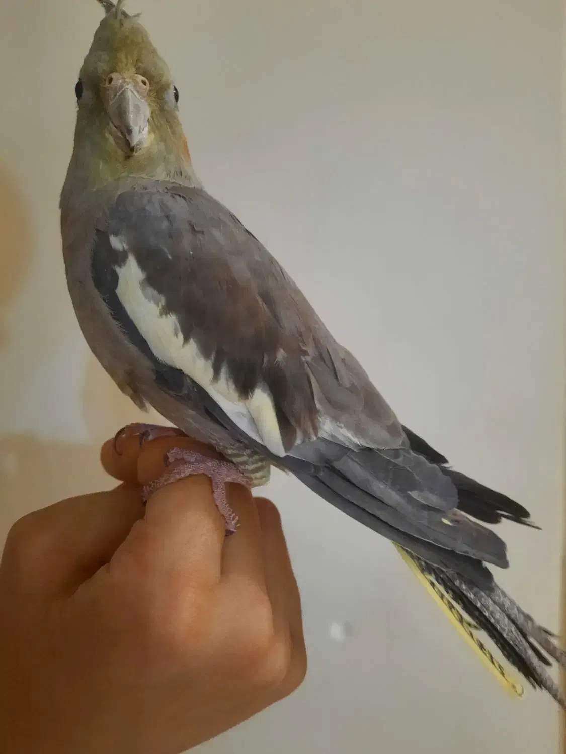 عروس هلندی|پرنده|شاهین‌شهر, فردوسی|دیوار