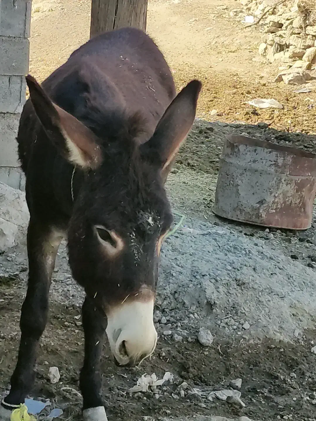 الاغ|حیوانات مزرعه|چرام, |دیوار