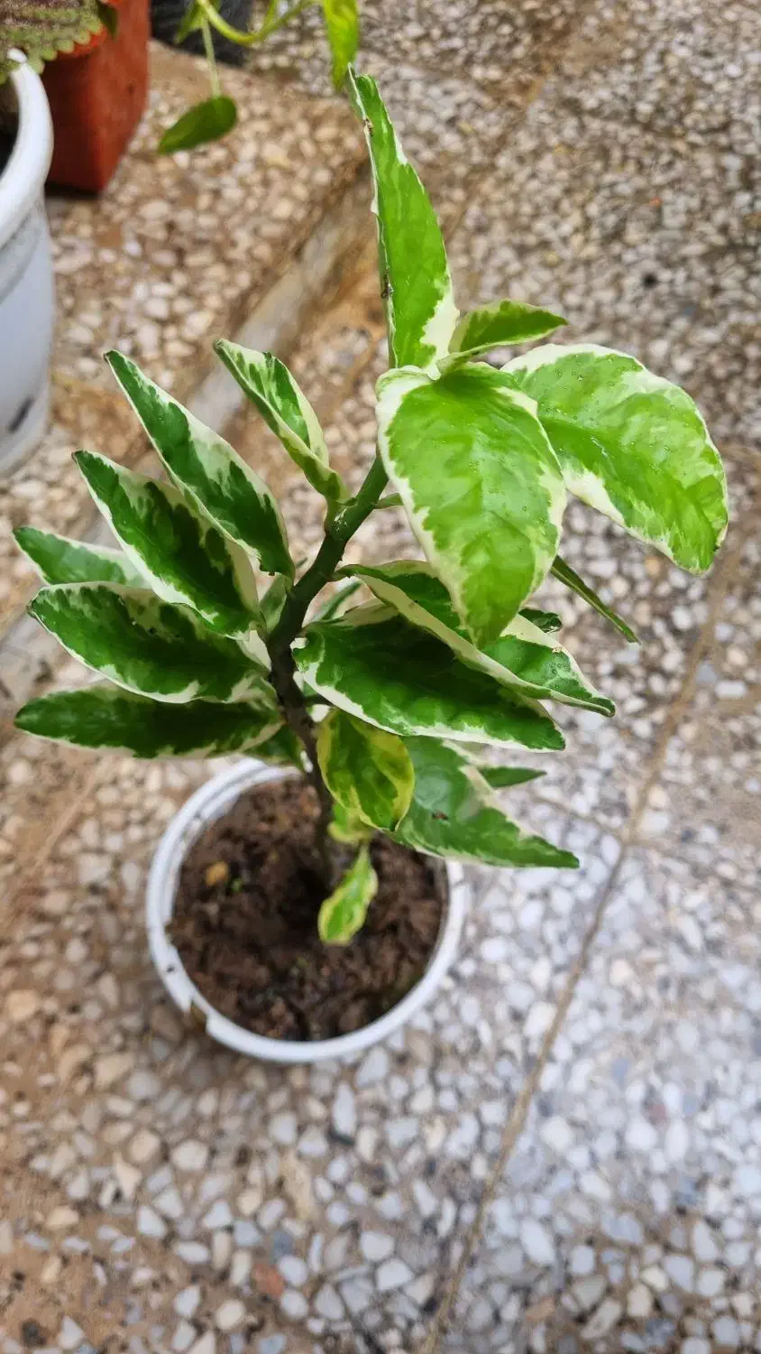 گل طبیعی|گل و گیاه طبیعی|رشت, حمیدیان|دیوار