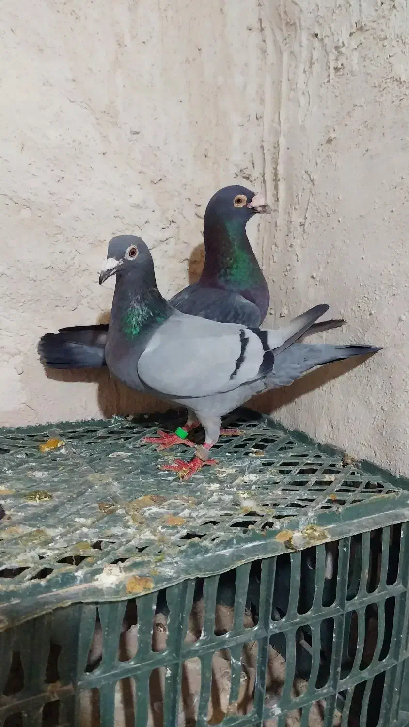 دستبند  کبوتر|بدلیجات|فردوس (خراسان), |دیوار