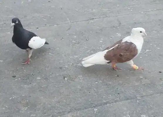 سلا|پرنده|نیشابور, فردوس شمالی|دیوار