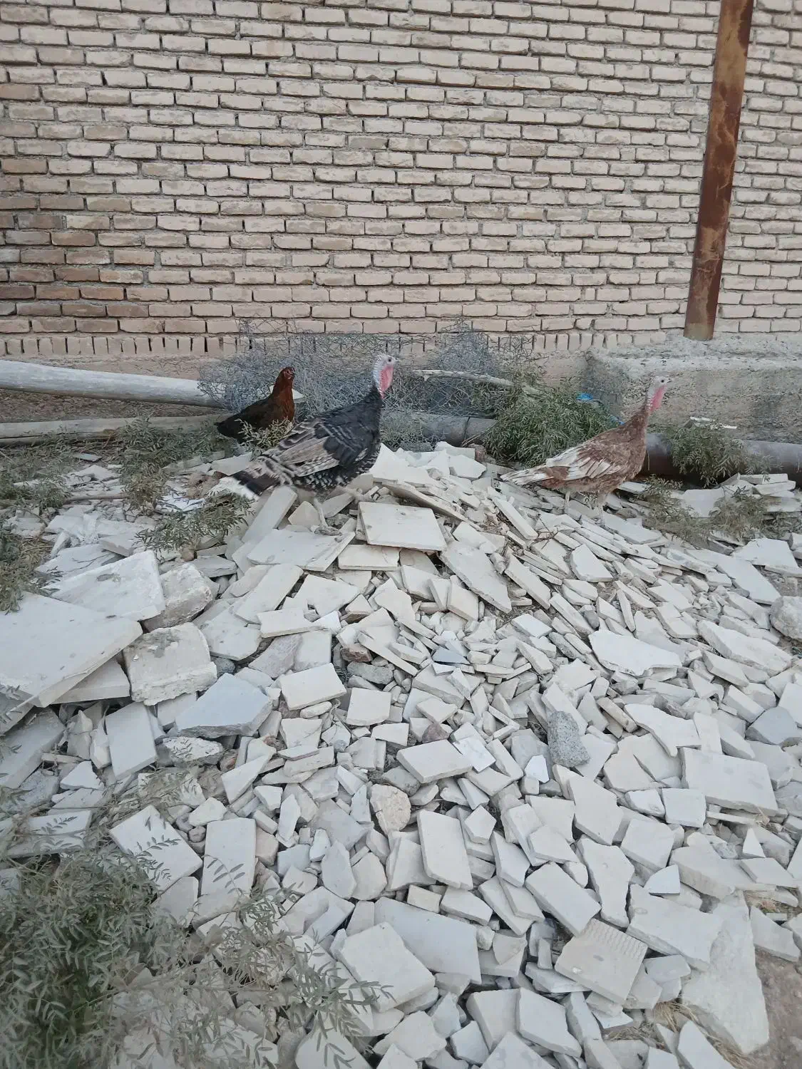 بوقلمون ماده|حیوانات مزرعه|بیستون, |دیوار