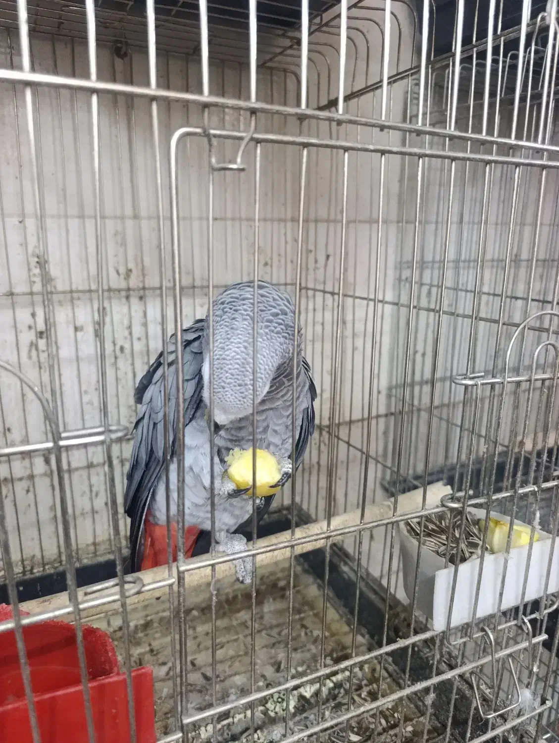 بزرگترین مجموعه کاسکو راهب گرینچیک طوطی در اصفهان|پرنده|اصفهان, عطار نیشابوری|دیوار