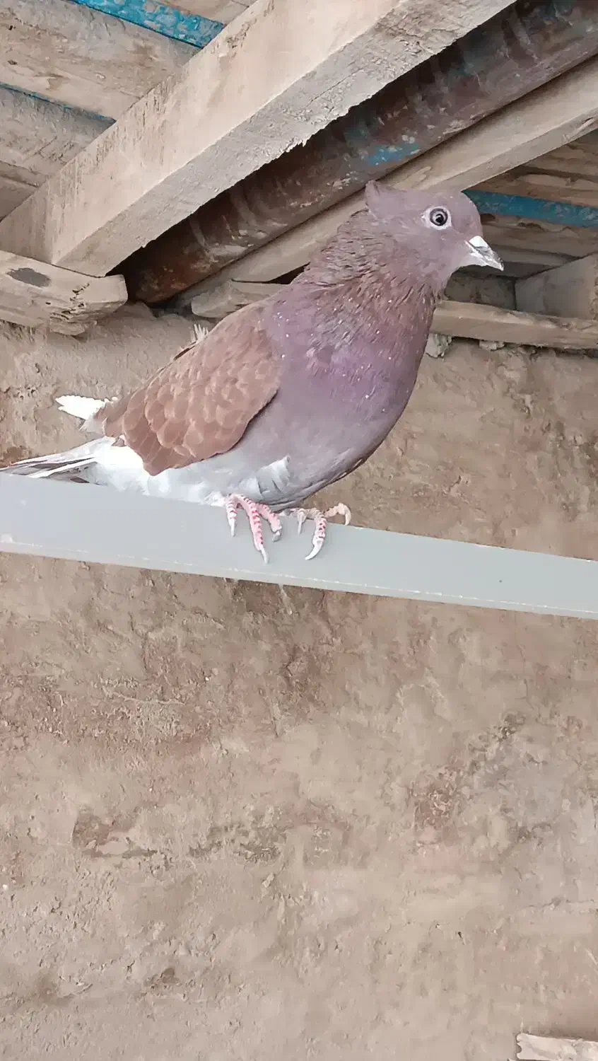 کفتر|پرنده|اردکان, |دیوار