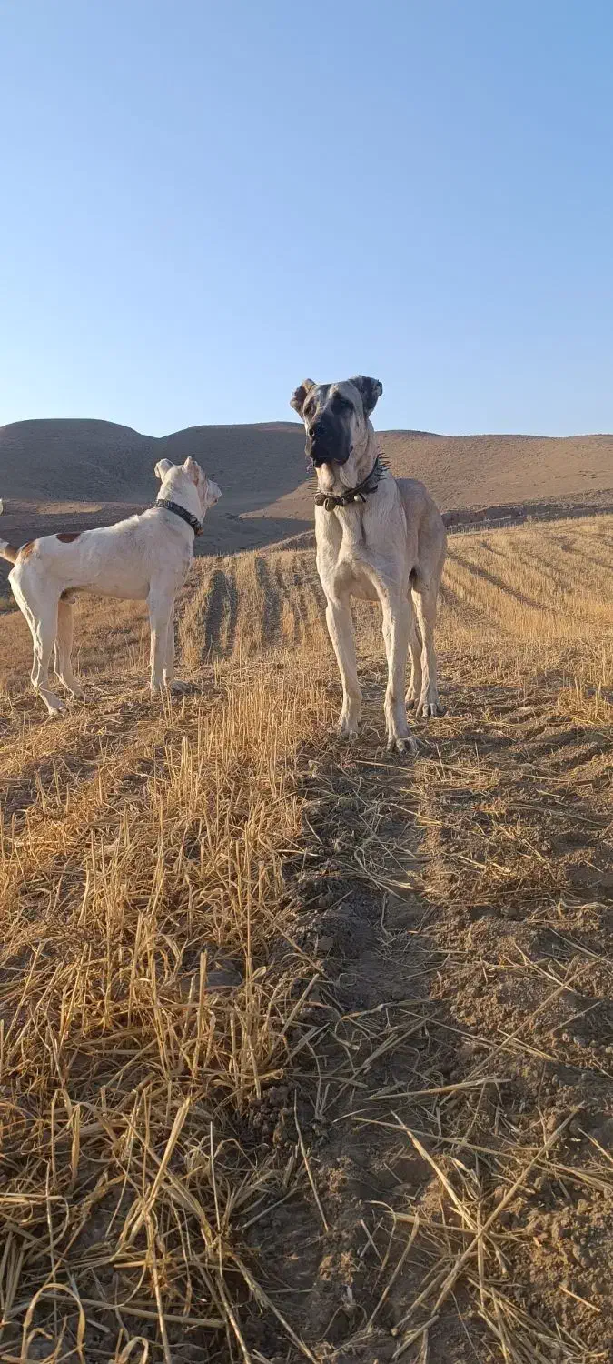 سگ گله|سگ|مشهد, رباط طرق|دیوار