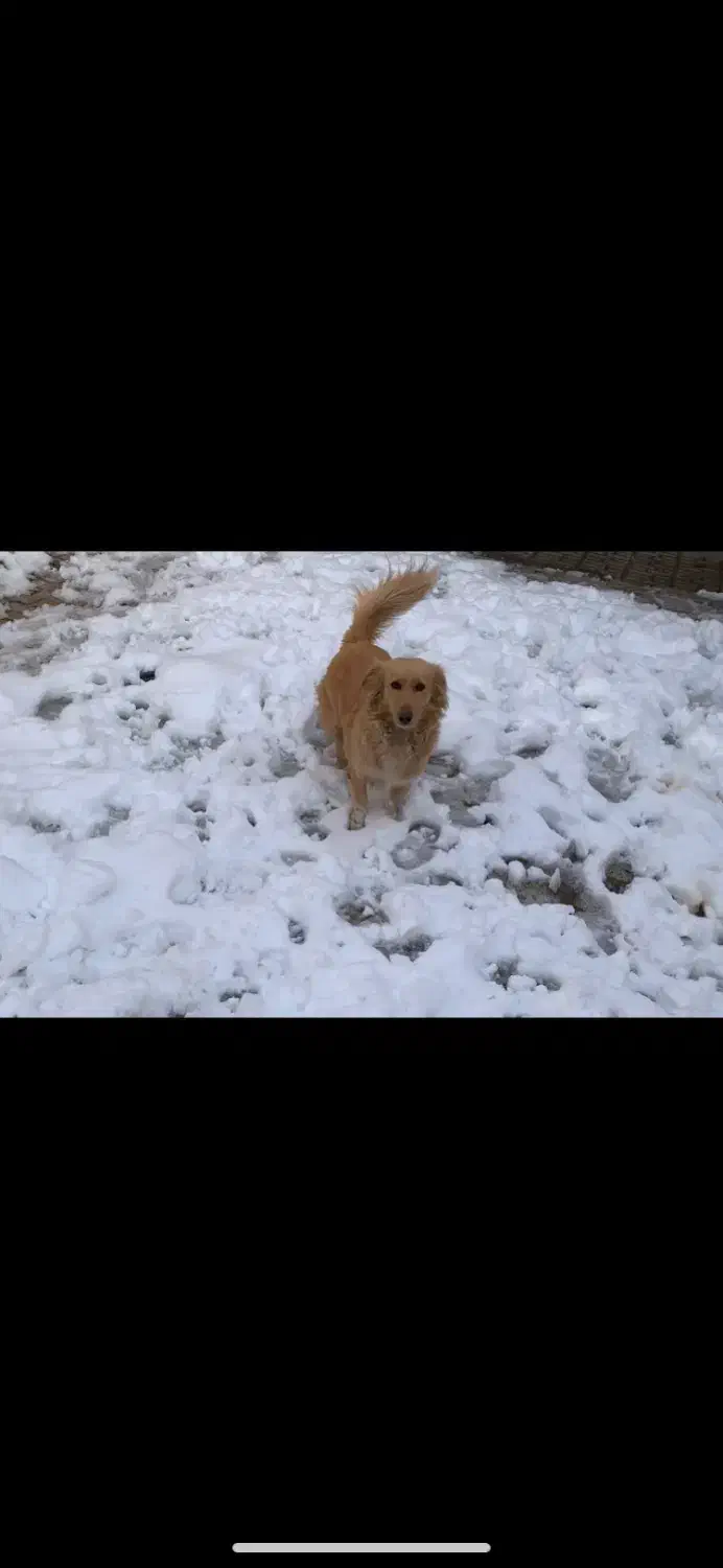 سگ گمشده|حیوانات|تایباد, |دیوار