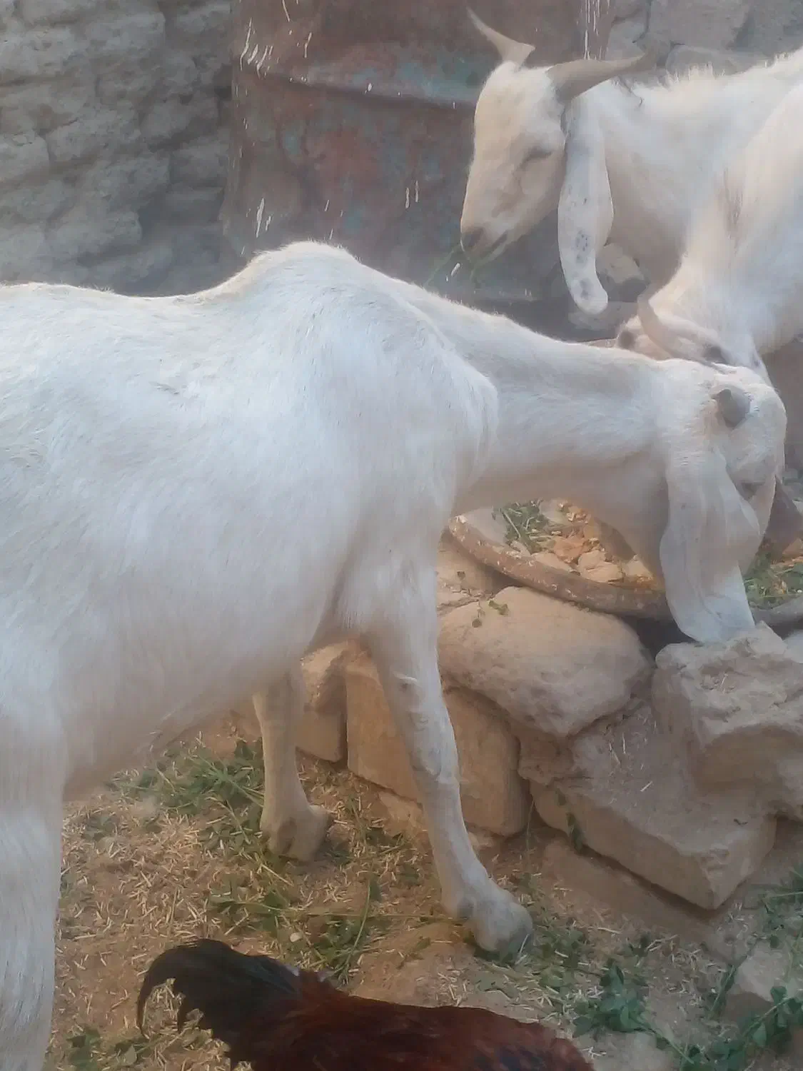 بز شیری سه قلو زا|حیوانات مزرعه|سراوان, |دیوار