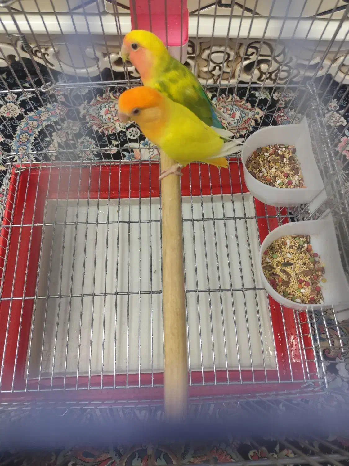 طوطی برزیلی|پرنده|تهران, نیکنام|دیوار