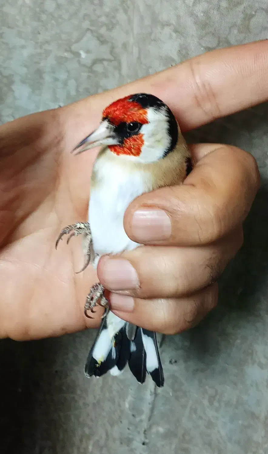 جوجه سهره|پرنده|تهران, اتابک|دیوار