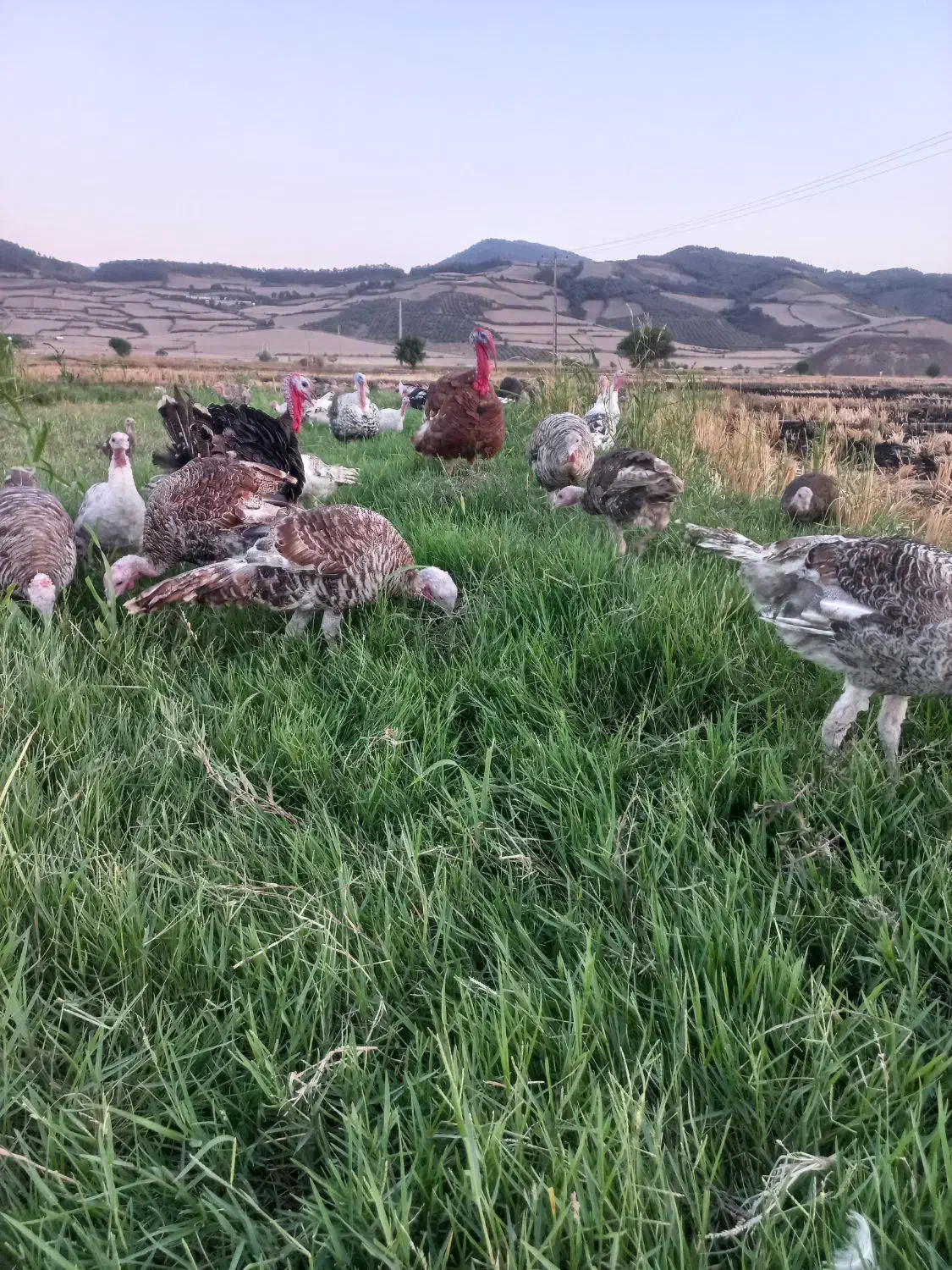 بوقلمون نر|حیوانات مزرعه|مینودشت, |دیوار