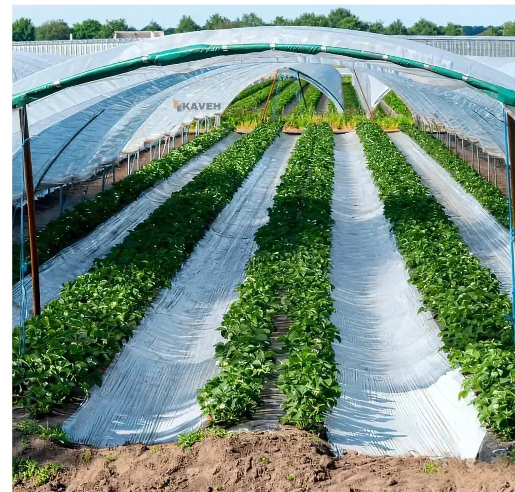 سوله  تولید گیاهان گلخانه ای|خدمات باغبانی و درختکاری|سبزوار, قصبه شرقی|دیوار