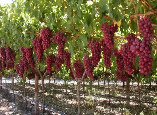 نهال انگور با احداث باغ انگور  رقم تجاری .|خدمات باغبانی و درختکاری|سلماس, |دیوار