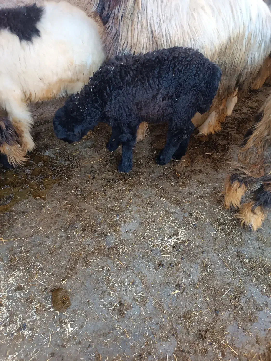 بره ماده|حیوانات مزرعه|مسجد سلیمان, |دیوار