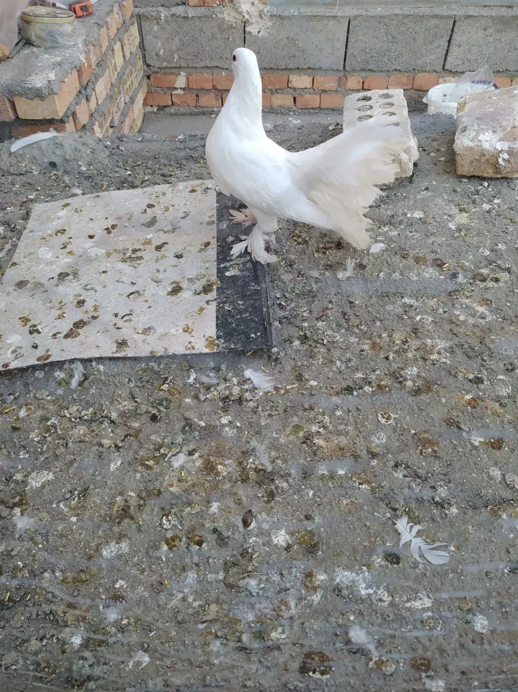 کفتر دم چتری|پرنده|هریس, |دیوار