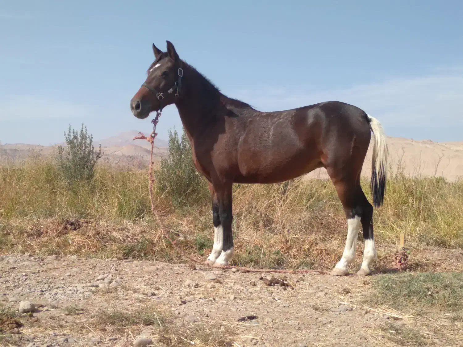 فروشی مادیان کرد|حیوانات مزرعه|تهران, یافت‌آباد|دیوار