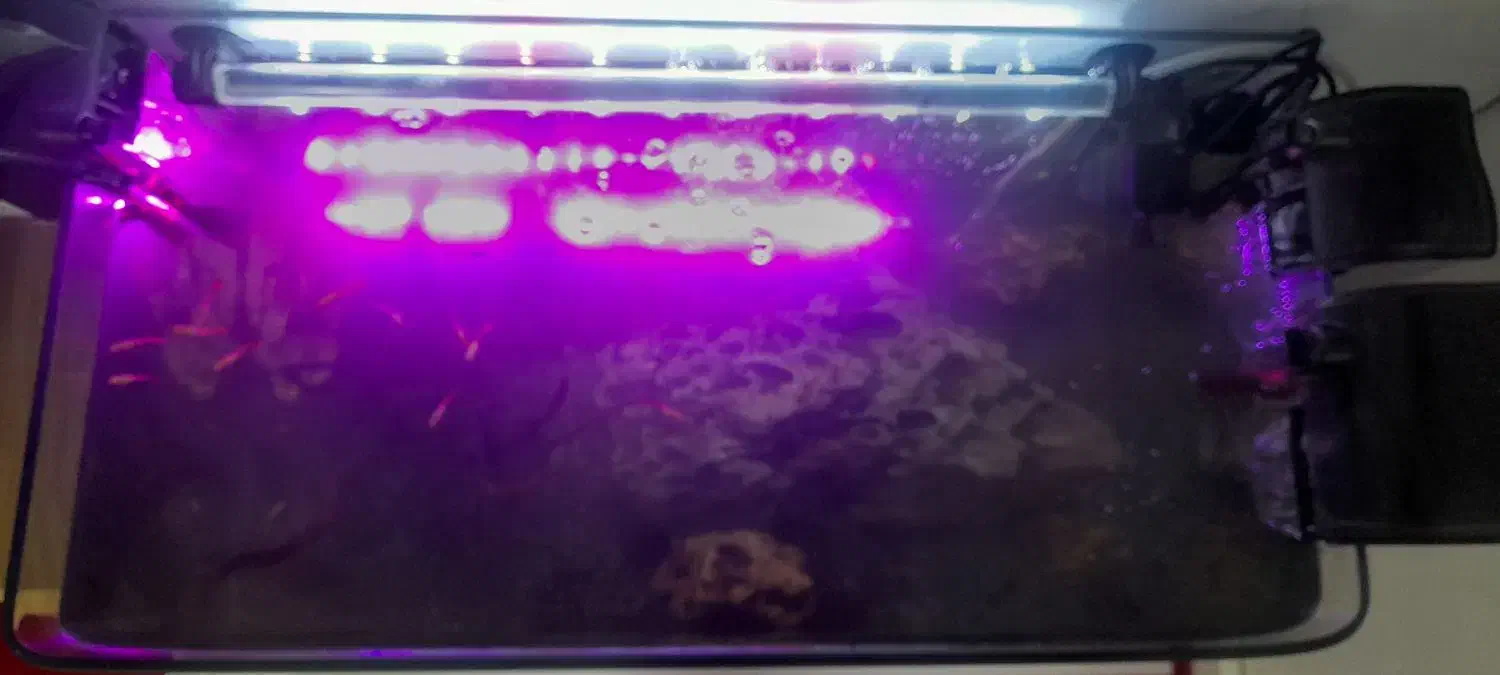 آکواریوم شیشه خم|ماهی|ری, سیزده آبان|دیوار